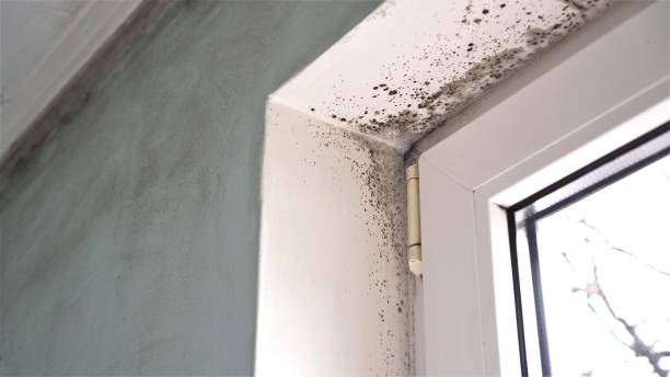 Best Black Mold Removal  in Elgin, MN