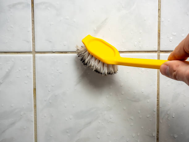 Trusted Elgin, MN Mold Removal Experts