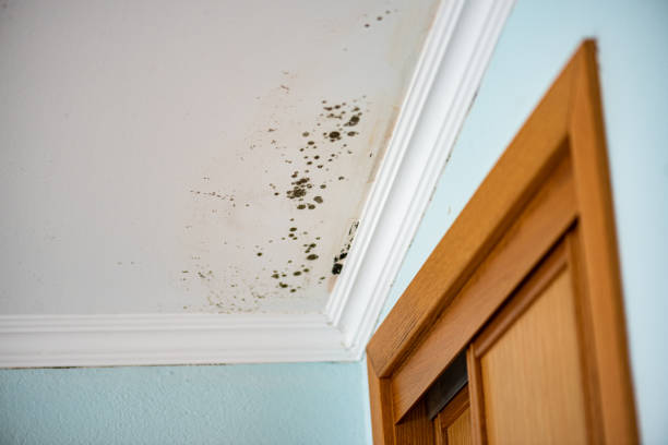 Office Mold Removal Services in Elgin, MN