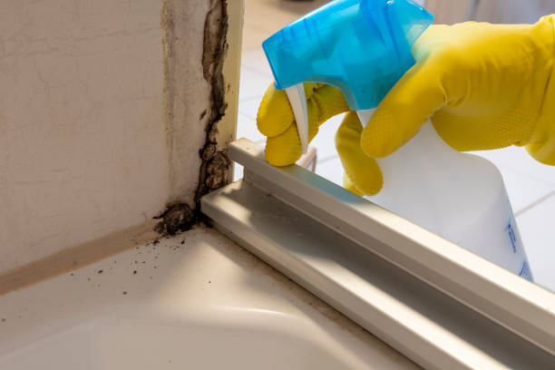 Best Crawl Space Mold Removal  in Elgin, MN