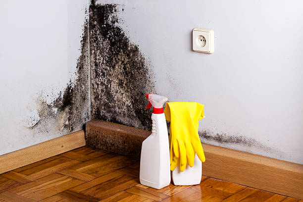 Best Same-Day Mold Removal  in Elgin, MN