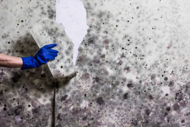 Professional Mold Removal in Elgin, MN