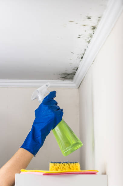 Best Commercial Mold Removal  in Elgin, MN