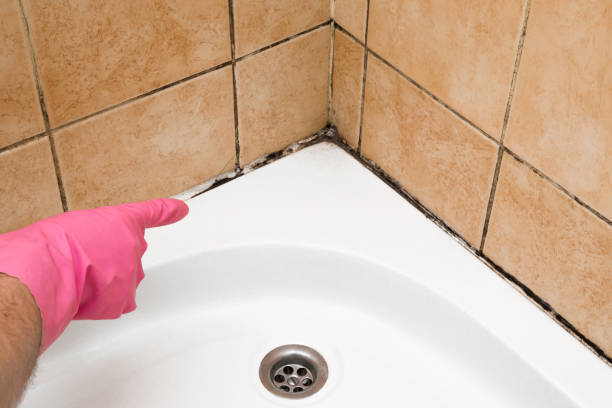 Mold Removal and Inspection in Elgin, MN